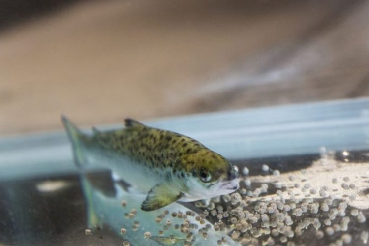 La UE quiere abordar el problema de que grandes cantidades de zinc procedentes de los alimentos acuícolas actuales para salmones acaben en el medio acuático. Créditos: Terje Aamodt Nofima.