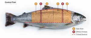 ¿Cuándo sabe a tierra el salmón?: revelan cuánto geosmina pueden detectar los consumidores