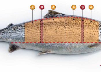 ¿Cuándo sabe a tierra el salmón?: revelan cuánto geosmina pueden detectar los consumidores