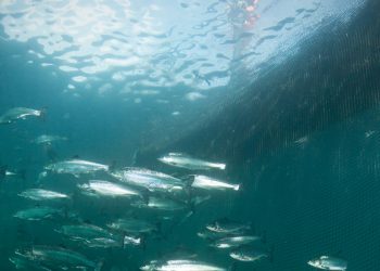 Apuesta científica: impulsan revolución en la acuicultura flotante cerrada