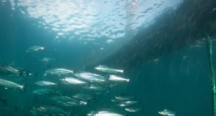 Apuesta científica: impulsan revolución en la acuicultura flotante cerrada