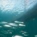 Apuesta científica: impulsan revolución en la acuicultura flotante cerrada