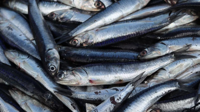 Alerta en el Pacífico: crisis de la anchoveta en Perú abre oportunidad para Chile
