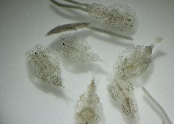 Seminario optimizará eficacia de tratamientos antiparasitarios