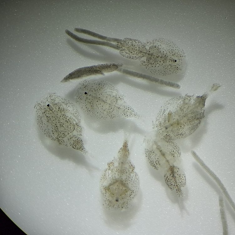 Seminario optimizará eficacia de tratamientos antiparasitarios
