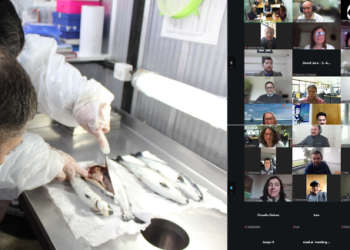 Plan nacional busca frenar la piscirickettsiosis en salmones