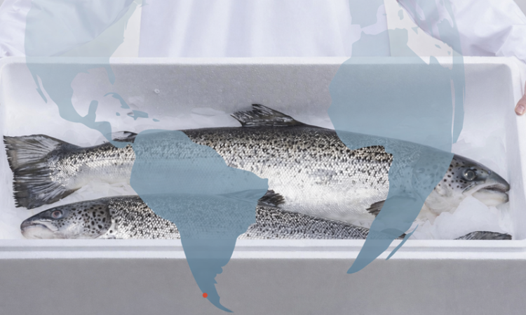 Exportaciones de salmón crecen 8% en valor y representan el 7% del total nacional