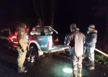 Decomisan 350 kilos de salmón Chinook en Futrono