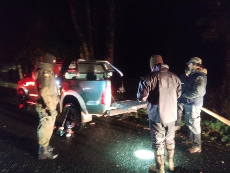 Decomisan 350 kilos de salmón Chinook en Futrono