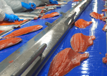 Exportaciones de salmón chileno crecen 20,7% en volumen impulsadas por récord en China y eficiencia operativa