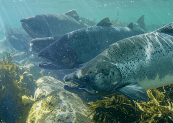 Bienestar animal gana terreno en la salmonicultura chilena con certificación integral