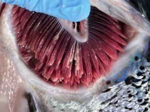 El Complejo Branquial en salmón del Atlántico en Chile está determinado por agresiones ambientales y coinfecciones oportunistas