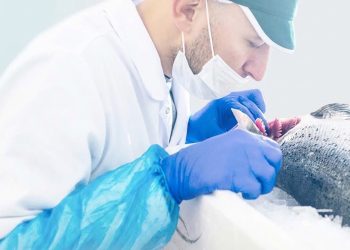 Cuenta regresiva al 1 de julio de 2026: Europa impone “tolerancia cero” a la listeria
