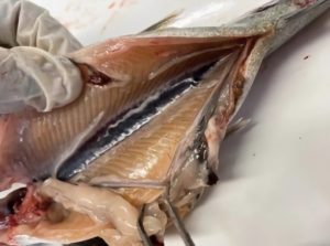 Más del 40% de los salmones desarrolla daño renal en plena esmoltificación