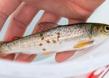 Cambio climático intensifica la crisis en la acuicultura noruega