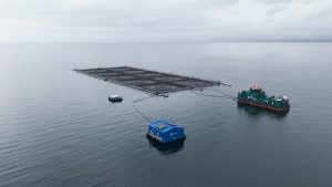 Investigación noruega advierte que la digestión de salmones eleva el riesgo de hipoxia temporal en jaulas