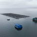 Investigación noruega advierte que la digestión de salmones eleva el riesgo de hipoxia temporal en jaulas
