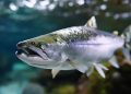 Cataratas en salmones: Entre evidencia y límites biológicos