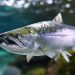 Cataratas en salmones: Entre evidencia y límites biológicos