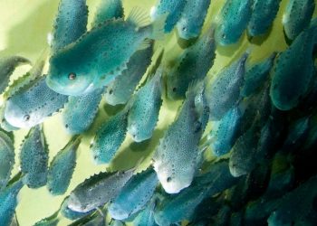 Peces limpiadores: cuestionan su uso por alta mortalidad y bajo impacto contra el piojo del salmón