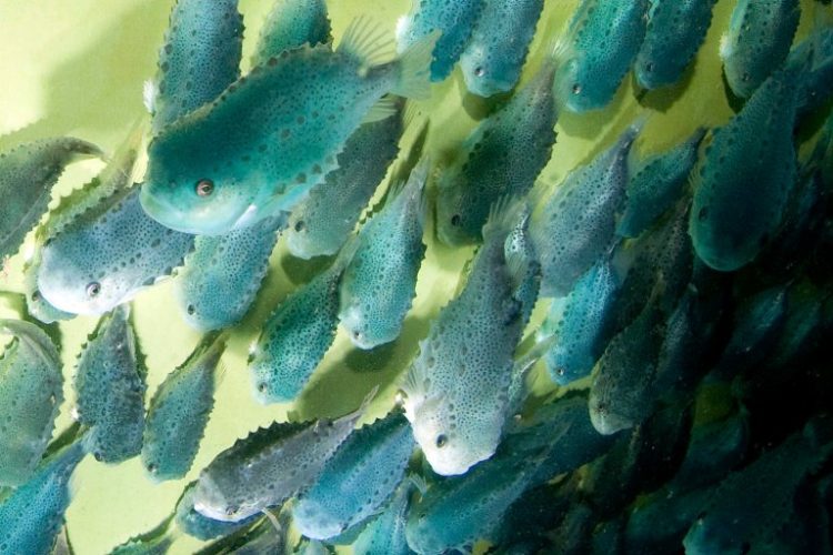 Peces limpiadores: cuestionan su uso por alta mortalidad y bajo impacto contra el piojo del salmón