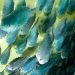 Peces limpiadores: cuestionan su uso por alta mortalidad y bajo impacto contra el piojo del salmón