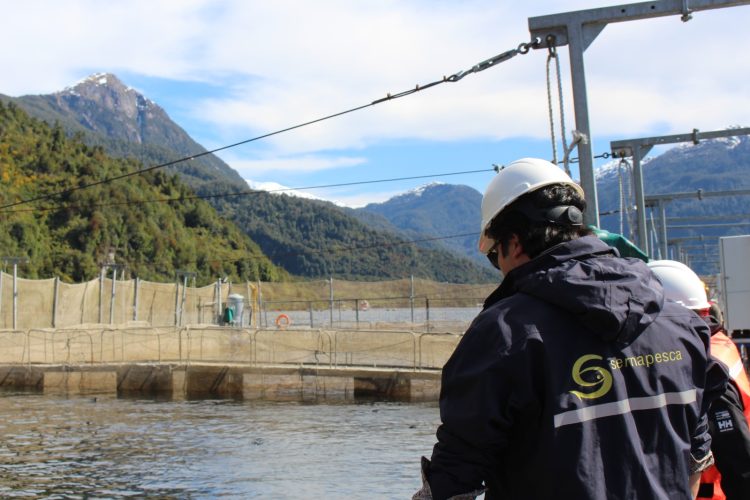Alerta en el Reloncaví: activan medidas clave para proteger centros salmoneros ante floración algal