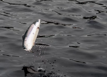 Andfjord Salmon acelera expansión y busca ampliar financiamiento tras elevar su presupuesto