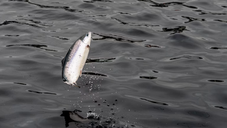 Andfjord Salmon acelera expansión y busca ampliar financiamiento tras elevar su presupuesto