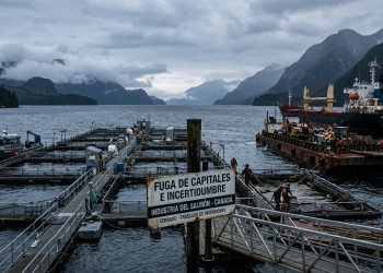 Canadá: fuga de capitales e incertidumbre en la industria del salmón