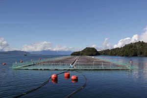 Investigación colaborativa impulsa alternativa natural para fortalecer la salud del salmón del Atlántico