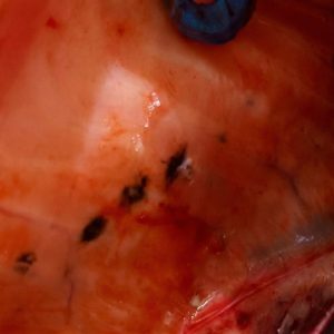 Ciencia chilena destapa el origen de las manchas en el salmón y abre camino a su prevención