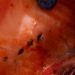 Ciencia chilena destapa el origen de las manchas en el salmón y abre camino a su prevención