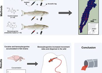 Cocaína en el agua: el contaminante invisible que está cambiando el rumbo del salmón