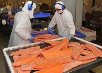 Salmón y trucha impulsan exportaciones de Los Lagos