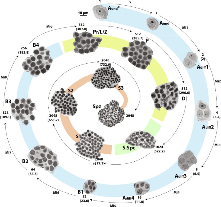 Fig. 1. Progresión de la diferenciación de las células germinales dentro de un quiste durante la espermatogénesis en el salmón del Atlántico. Créditos: Estudio.