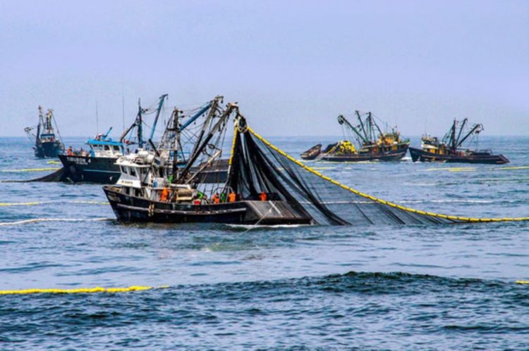 Se desploma la harina de pescado y crece la presión sobre el mercado global