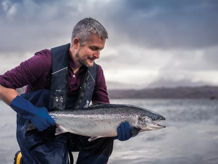 Escocia logra nuevo récord alcanzando un 99,1% de supervivencia del salmón