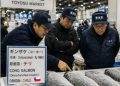 Salmón Coho chileno fortalece su expansión: temporada apunta a cerrar con más de 84 mil toneladas