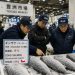 Salmón Coho chileno fortalece su expansión: temporada apunta a cerrar con más de 84 mil toneladas