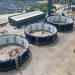Nanoburbujas Moleaer potenciarán sistema de oxigenación en innovadoras jaulas cerradas