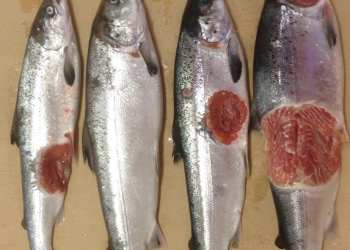 Análisis del agua anticipa heridas en salmones