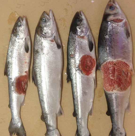 Análisis del agua anticipa heridas en salmones
