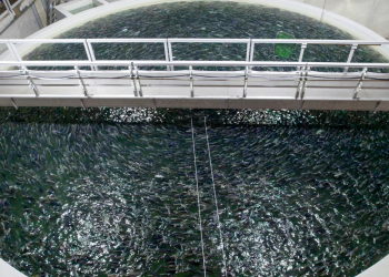 Alemania apuesta por la tecnología para liderar la acuicultura europea