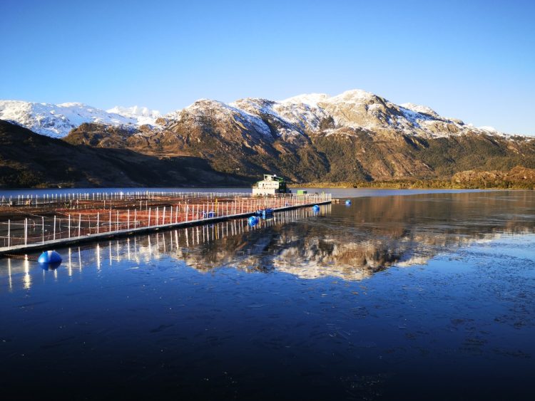 Salmonicultoras, Intesal e IFOP abordan requisito del estándar ASC sobre riesgo de asilvestramiento de salmones en Chile