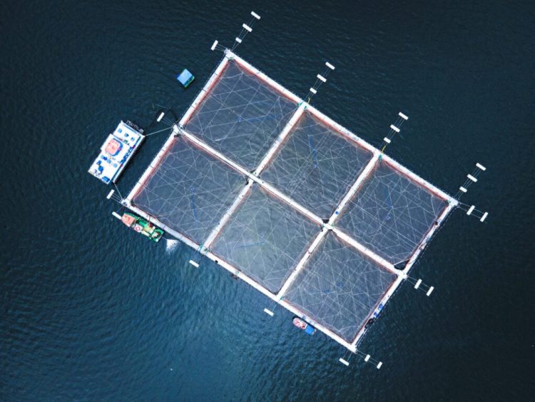 Måsøval acelera el escenario de adquisición para la salmonera islandesa Kaldvik