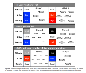 Más peces pequeños, mejores resultados: estudio redefine estrategias en cultivos de salmón Chinook