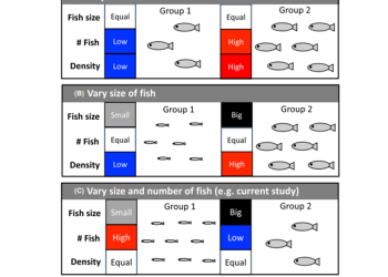 Más peces pequeños, mejores resultados: estudio redefine estrategias en cultivos de salmón Chinook