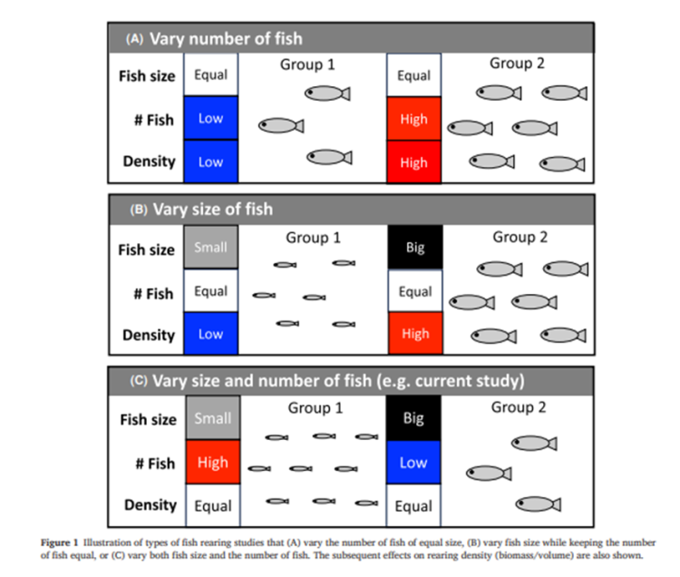 Más peces pequeños, mejores resultados: estudio redefine estrategias en cultivos de salmón Chinook
