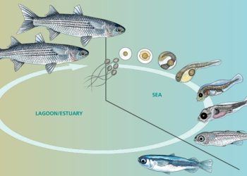 Nueva guía FAO impulsa al múgil como especie estratégica para una acuicultura más sostenible: ¿qué significa para Chile?
